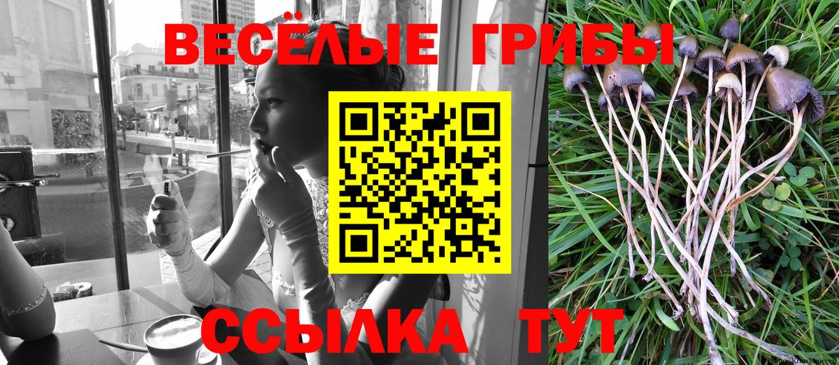 Галлюциногенные грибы Psilocybe Красноармейск